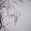 雪