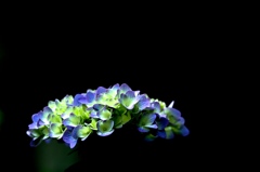 紫陽花　６
