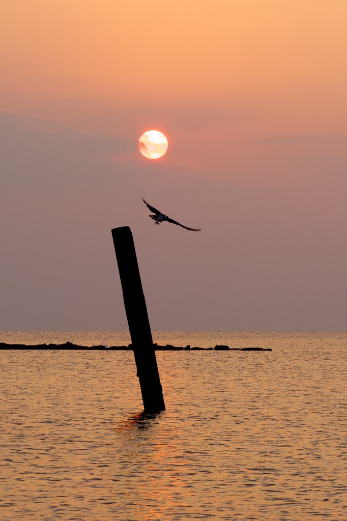 夕日の海に