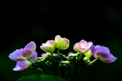 紫陽花　４