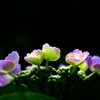 紫陽花　４