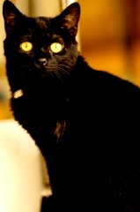 黒猫くん　