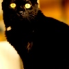 黒猫くん　
