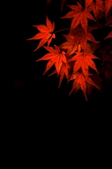 紅に