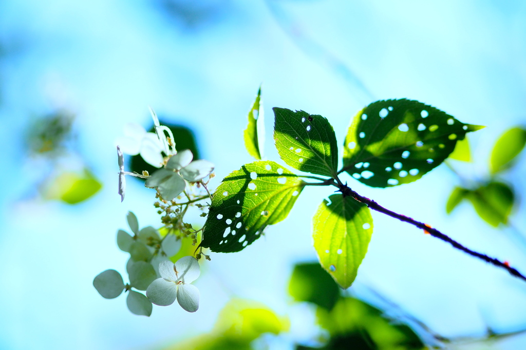 薮手毬