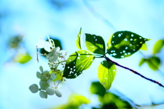 薮手毬