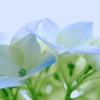 紫陽花　５