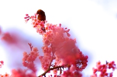 桜　戯れ・・・