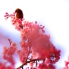 桜　戯れ・・・