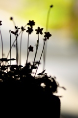 植木鉢の野草