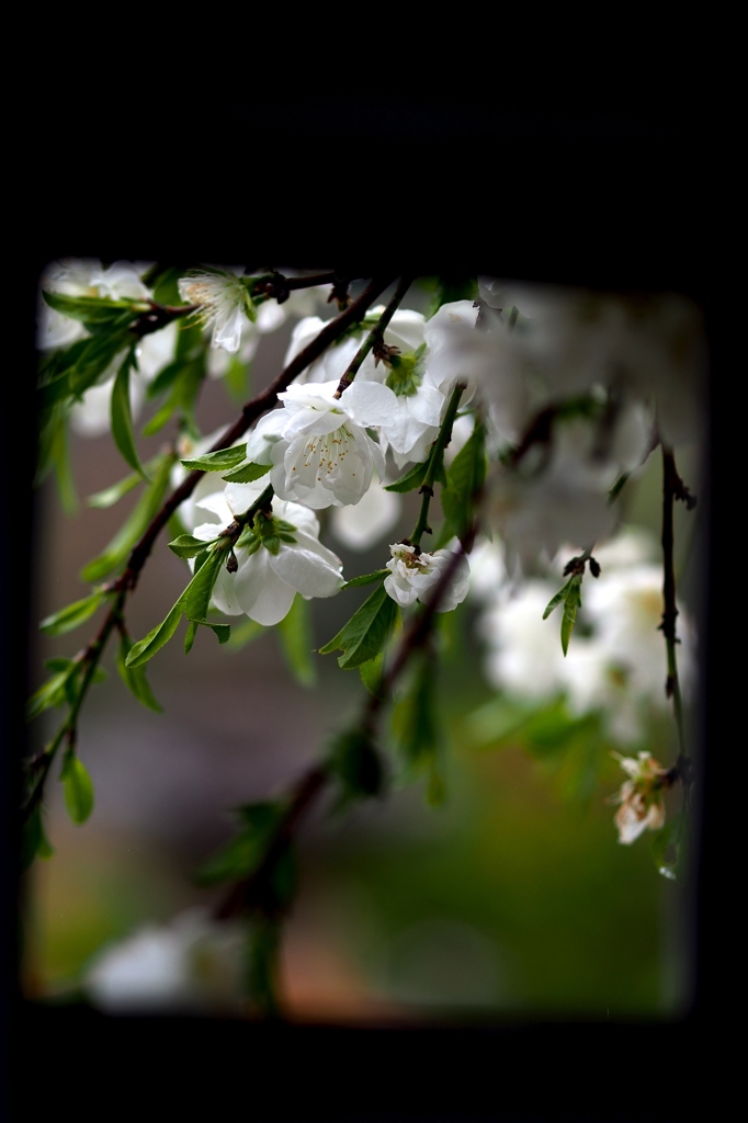 遍路道の花