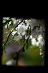 遍路道の花