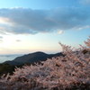 瀬戸の桜