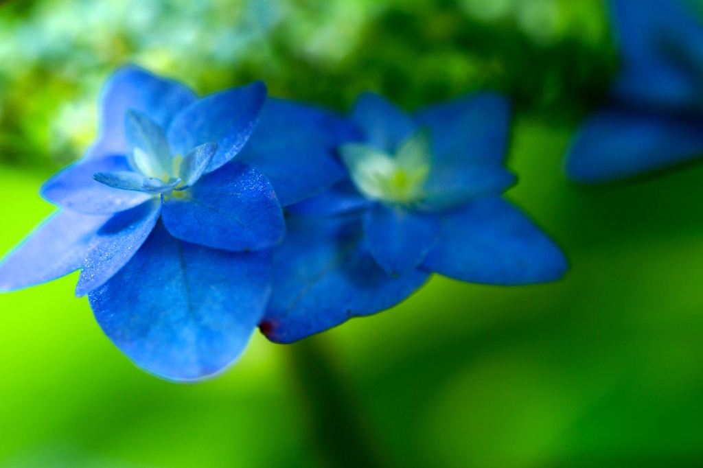 紫陽花　７