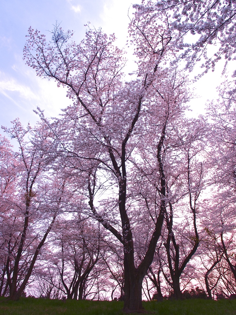 桜の杜・・・紫雲出山