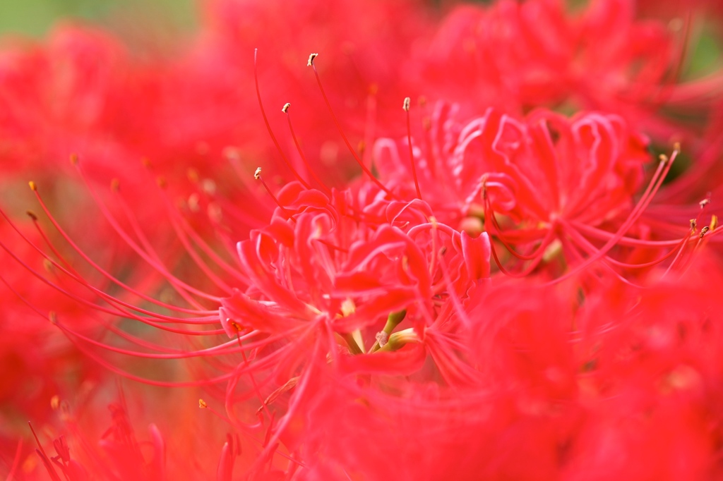 曼珠沙華