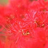 曼珠沙華