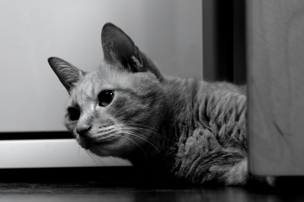 雨の日はねこ君を　２