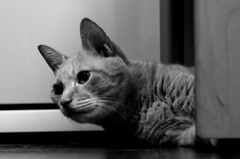 雨の日はねこ君を　２