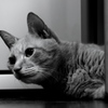 雨の日はねこ君を　２