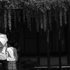 藤棚の下　五