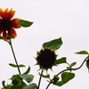 晩夏　１