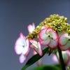 紫陽花　２