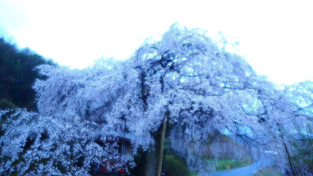 桜　二枚の写真が合わさって