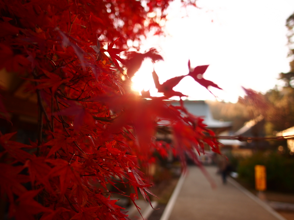 白峰寺　秋の朝