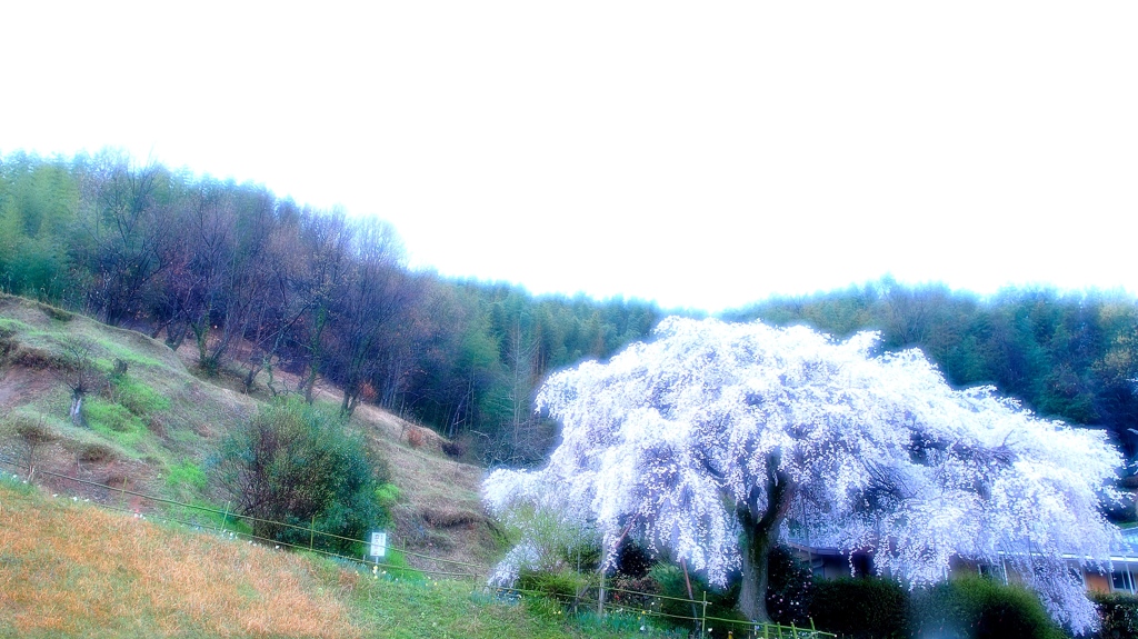 山里の桜