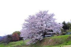 名もなき桜