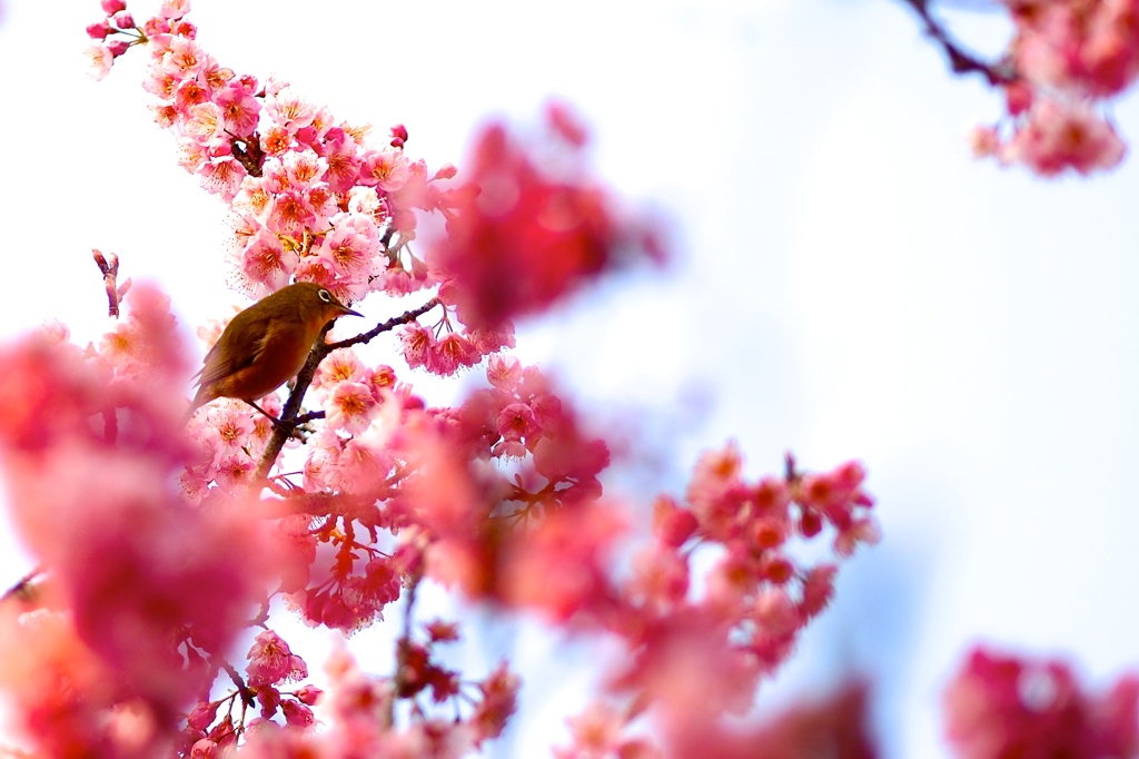 桜　戯れ