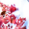 桜　戯れ