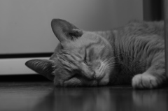 雨の日はねこ君を　１