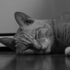 雨の日はねこ君を　１