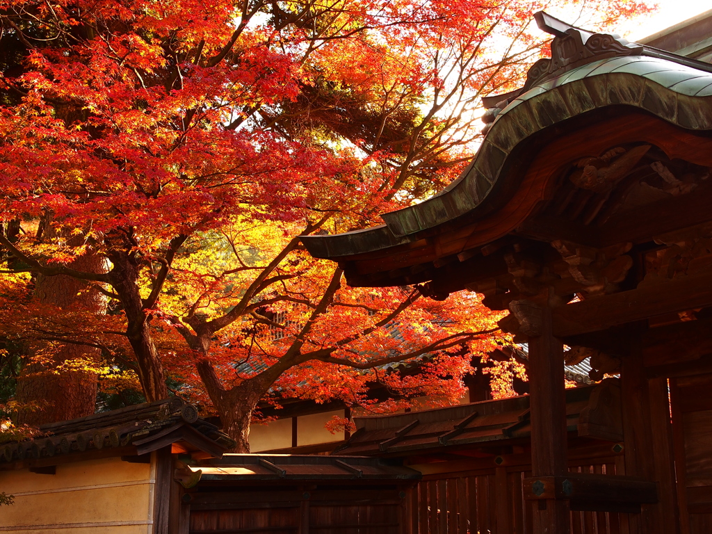 白峰寺　秋