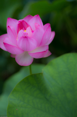 ハスの花
