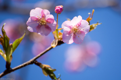 青空に桜