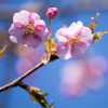 青空に桜