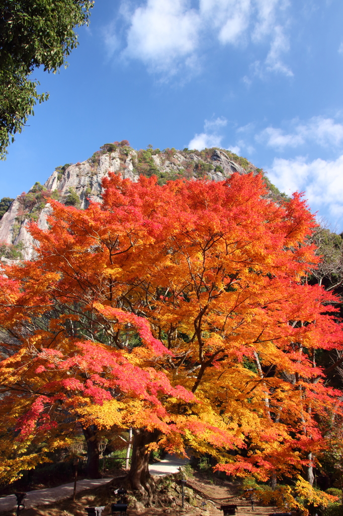「御船山楽園」　大もみじ