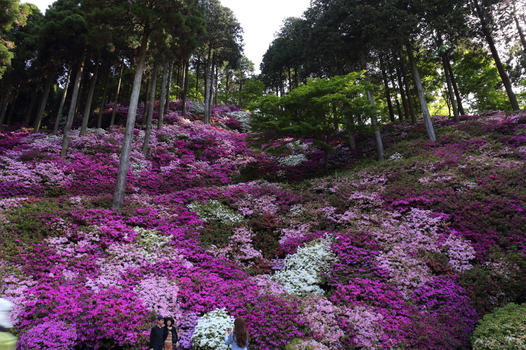 一目一万本＿契園