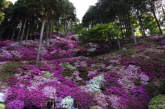 一目一万本＿契園