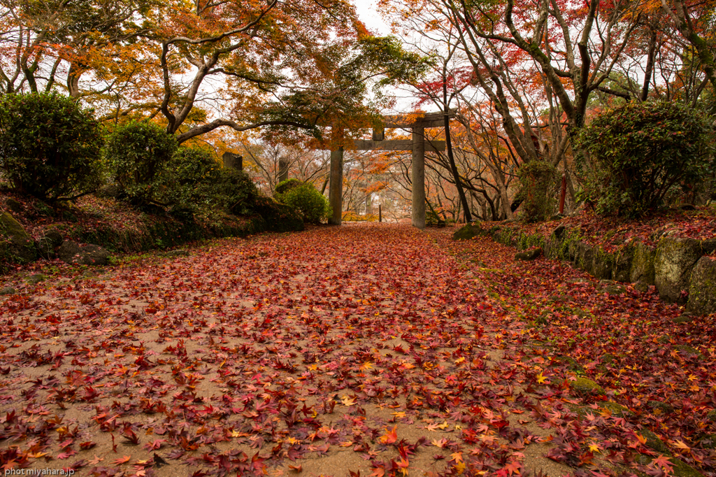 紅い道