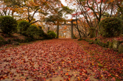 紅い道