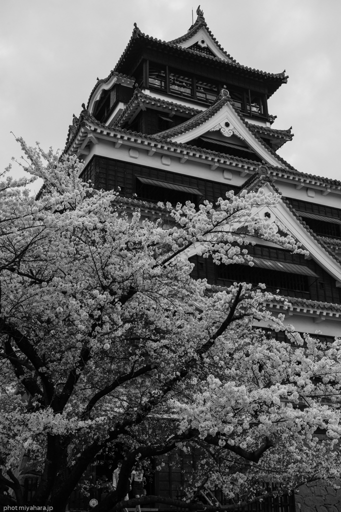清正公さくら