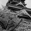 清正公さくら