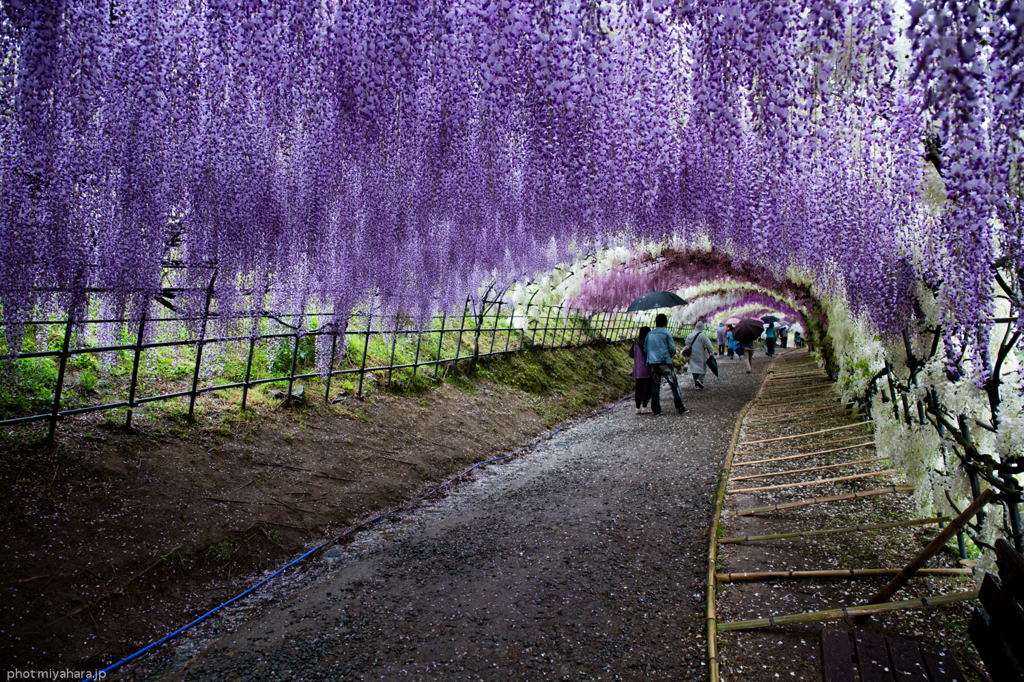 道