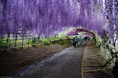 道