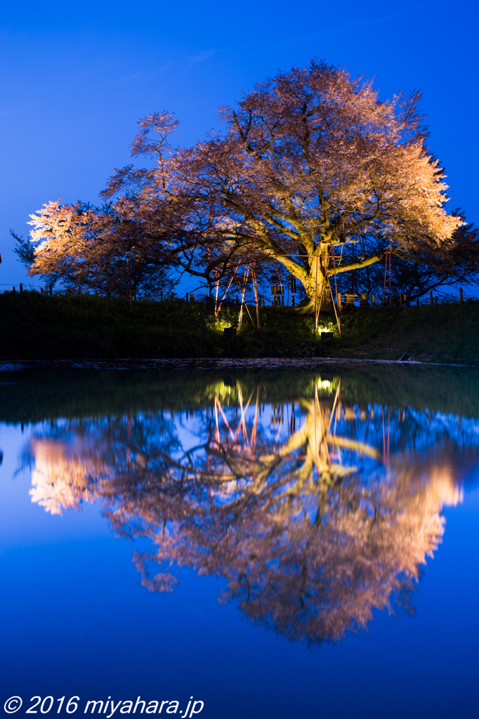 浅井の一本桜