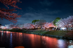 夜桜
